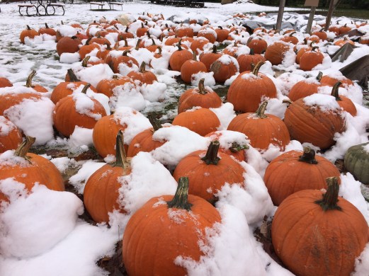 Pumpkins in snow